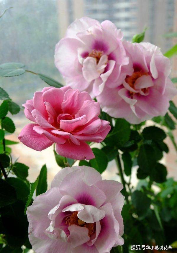喜欢菊花,不如养盆 精品玫瑰 泰姬,花开似美姬,妖娆美丽 月季花 叶色 马克夏加尔